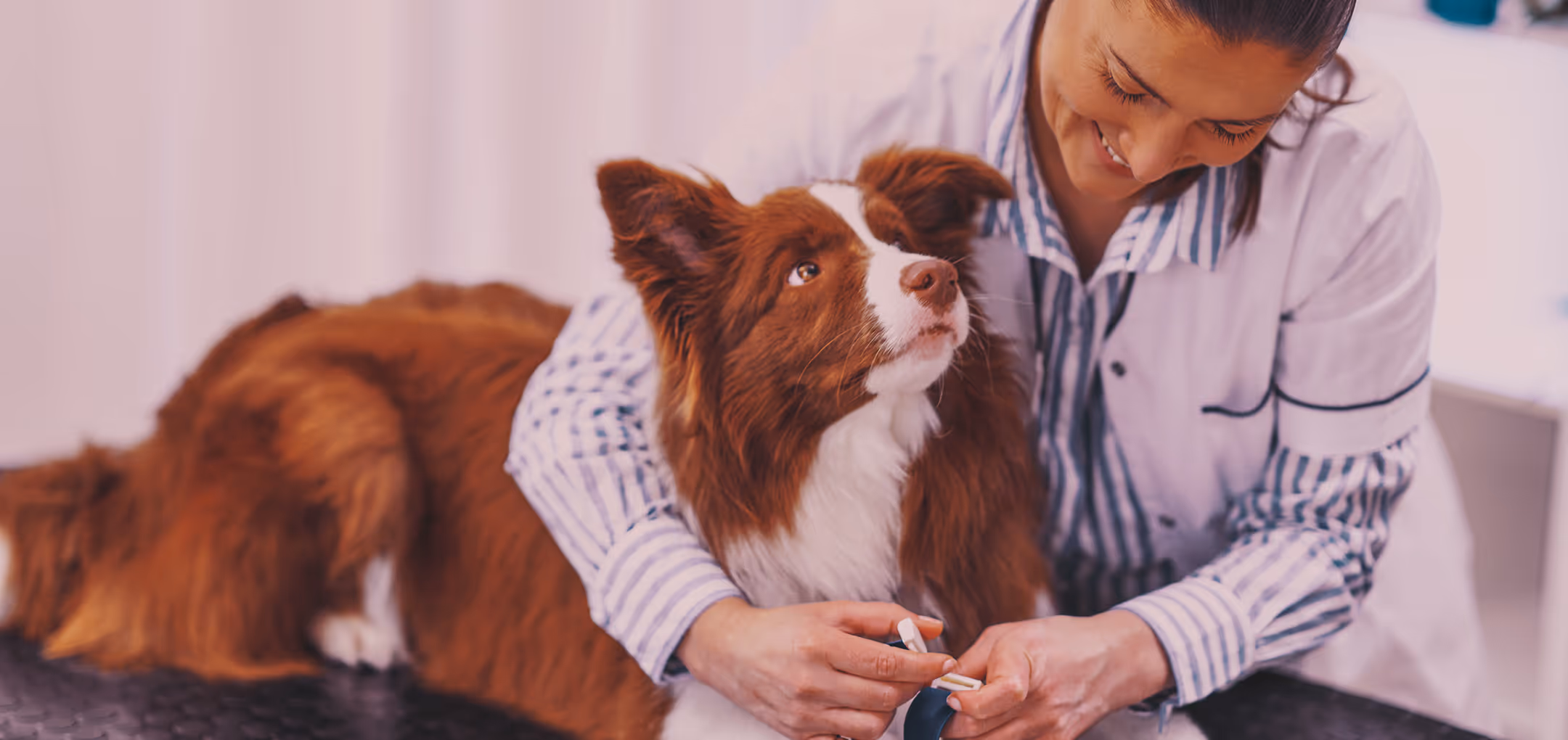 Weterynarze korzystają z by.vet