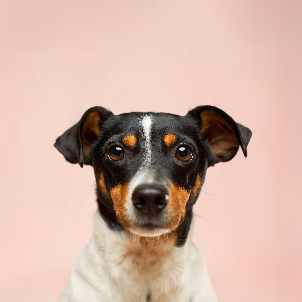 Zdrowy pies po suplementach