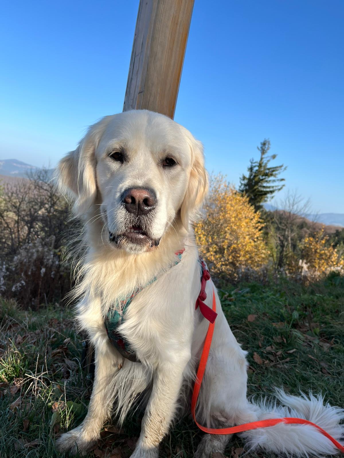 Suplementy by.vet wspierające stawy u psów