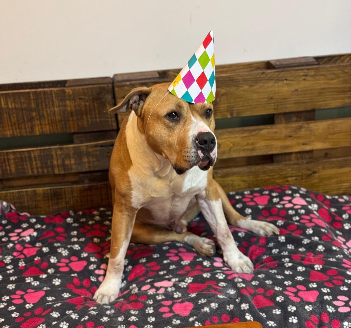 Zdrowy pies dzięki suplementom na odporność