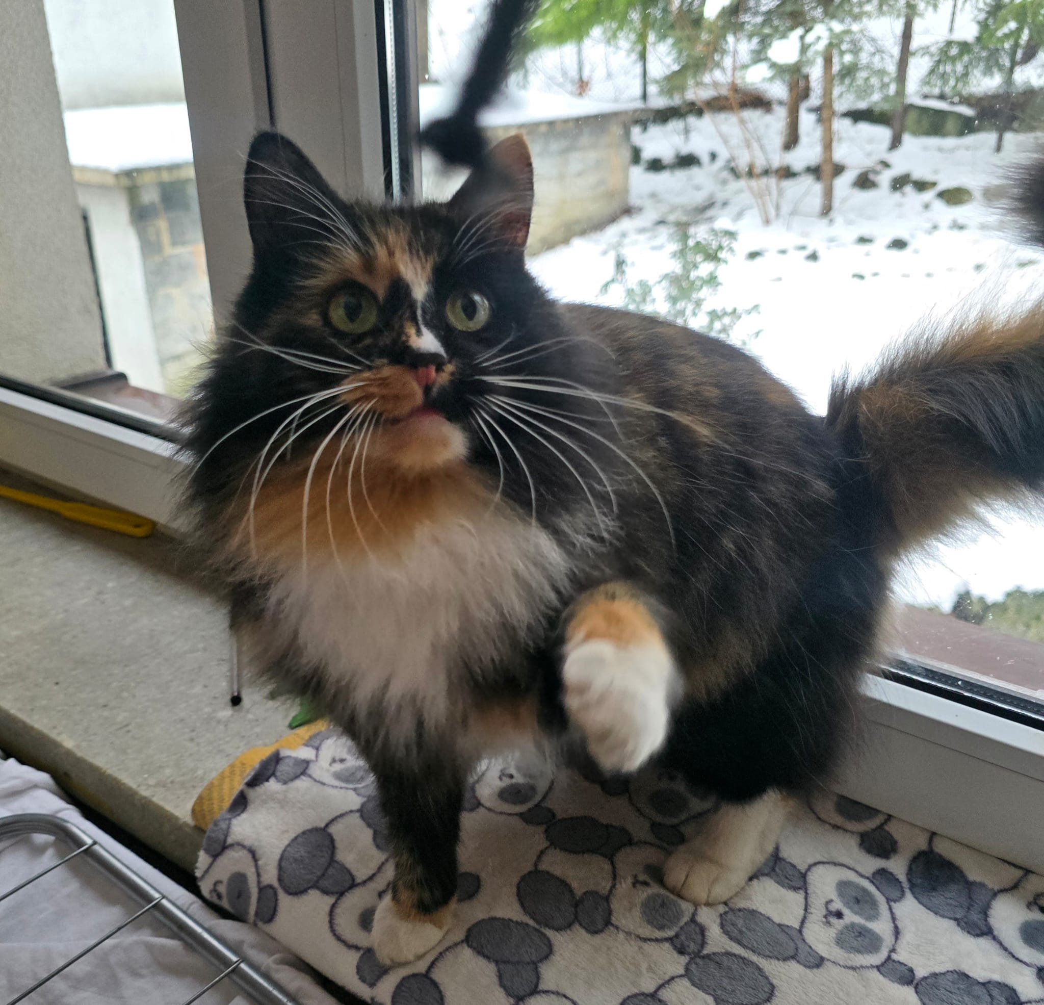 Kot i suplementy by.vet wspierające odporność