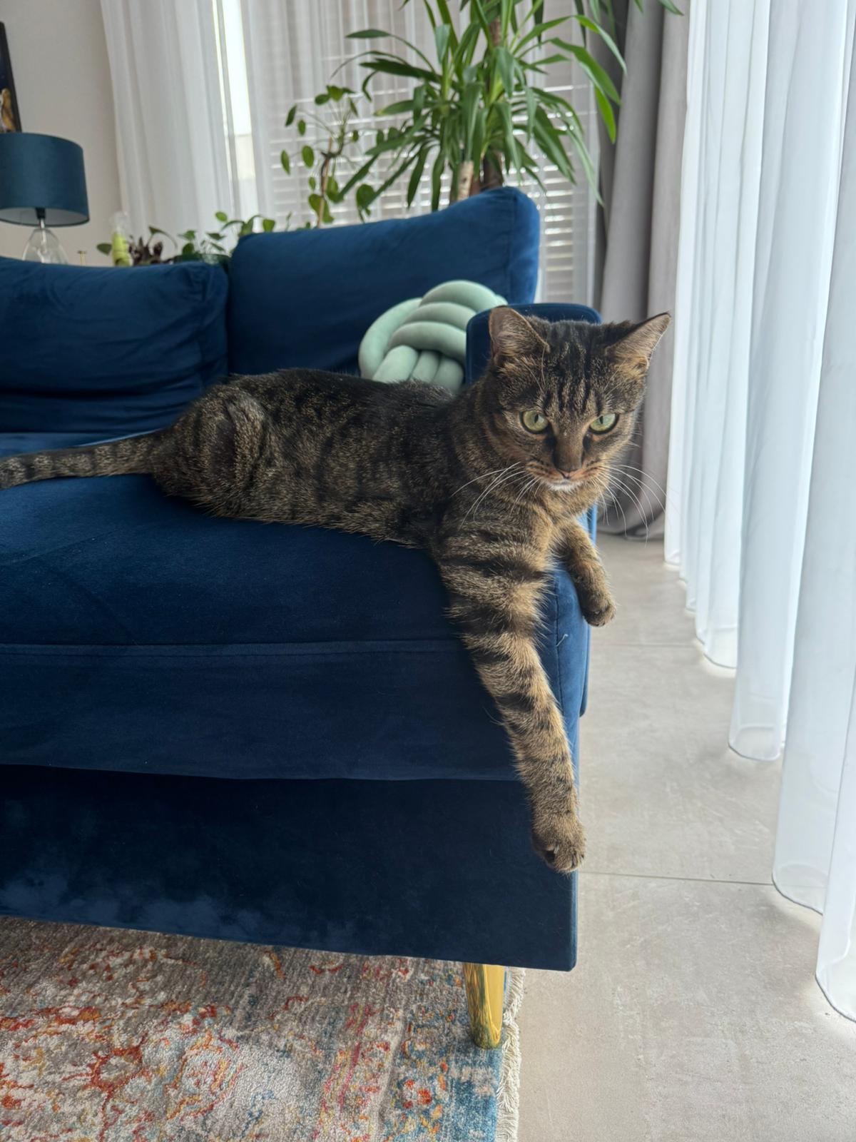 Zdrowy kot dzięki suplementom na jelita